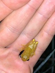 Dendropsophus bifurcus