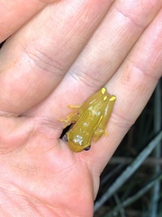 Dendropsophus bifurcus