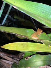 Dendropsophus bifurcus