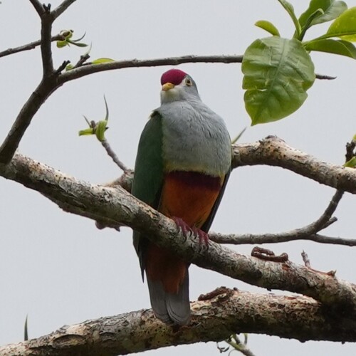 Beautiful Fruit Dove (Ptilinopus pulchellus), photo 3