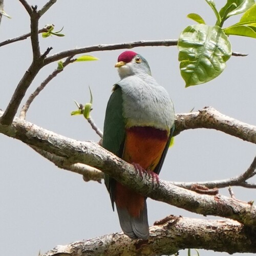 Beautiful Fruit Dove (Ptilinopus pulchellus), photo 2
