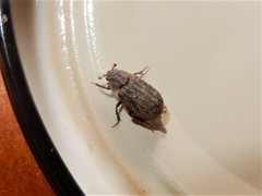 Trox scaber