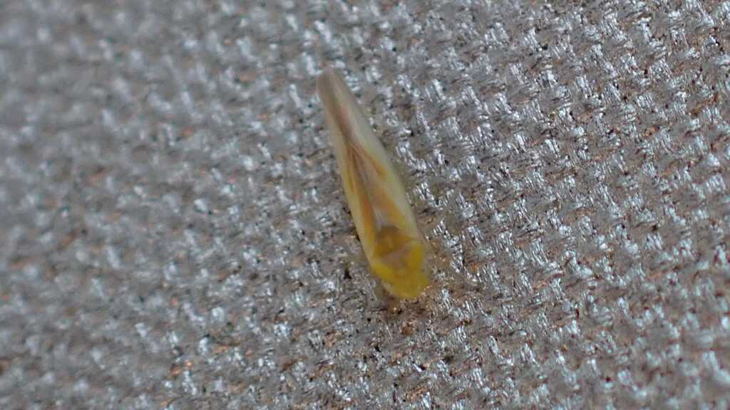 Zygina ordinaria