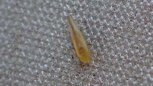 Zygina ordinaria