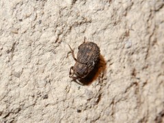 Trox scaber