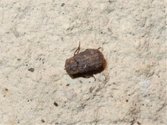 Trox scaber
