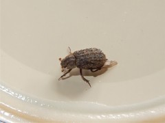 Trox scaber