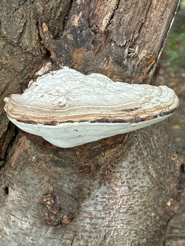 Ganoderma applanatum