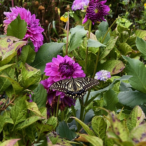 Chinese Yellow Swallowtail