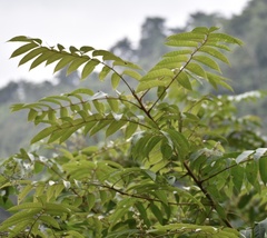 Toxicodendron striatum