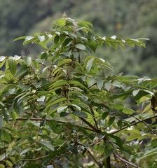 Toxicodendron striatum