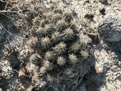 Echinocereus enneacanthus enneacanthus
