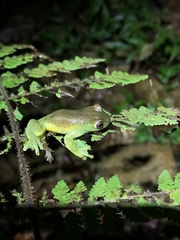 Hyloscirtus phyllognathus