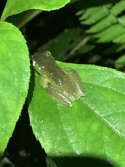 Hyloscirtus phyllognathus