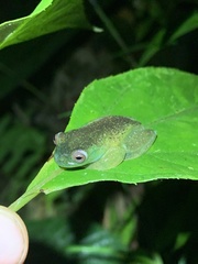 Hyloscirtus phyllognathus