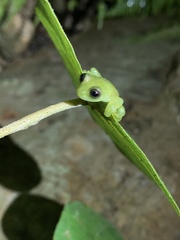 Rulyrana flavopunctata