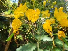 Caesalpinia pulcherrima flava