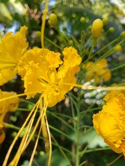 Caesalpinia pulcherrima flava