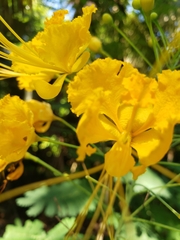 Caesalpinia pulcherrima flava