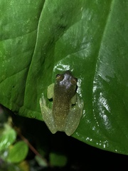 Hyloscirtus phyllognathus