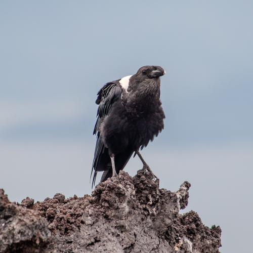 White-necked Raven