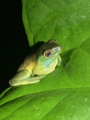 Hyloscirtus phyllognathus