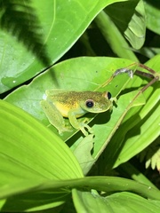 Hyloscirtus phyllognathus
