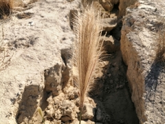 Bothriochloa barbinodis