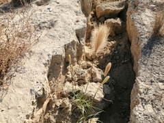 Bothriochloa barbinodis