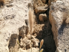 Bothriochloa barbinodis