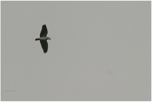 Gray Parrot