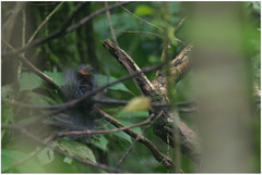 Apaloderma aequatoriale