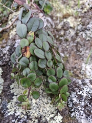 Veronica lavaudiana
