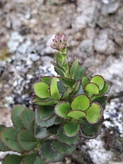 Mel Whiting, CC BY, iNaturalist via GBIF Veronica lavaudiana, photograph Mel Whiting, CC BY, iNaturalist via GBIF