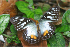 Cymothoe beckeri beckeri