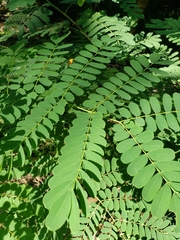 Caesalpinia pulcherrima flava