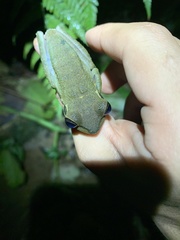 Osteocephalus mutabor