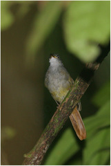 Criniger chloronotus