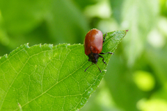 Plagiodera erythroptera