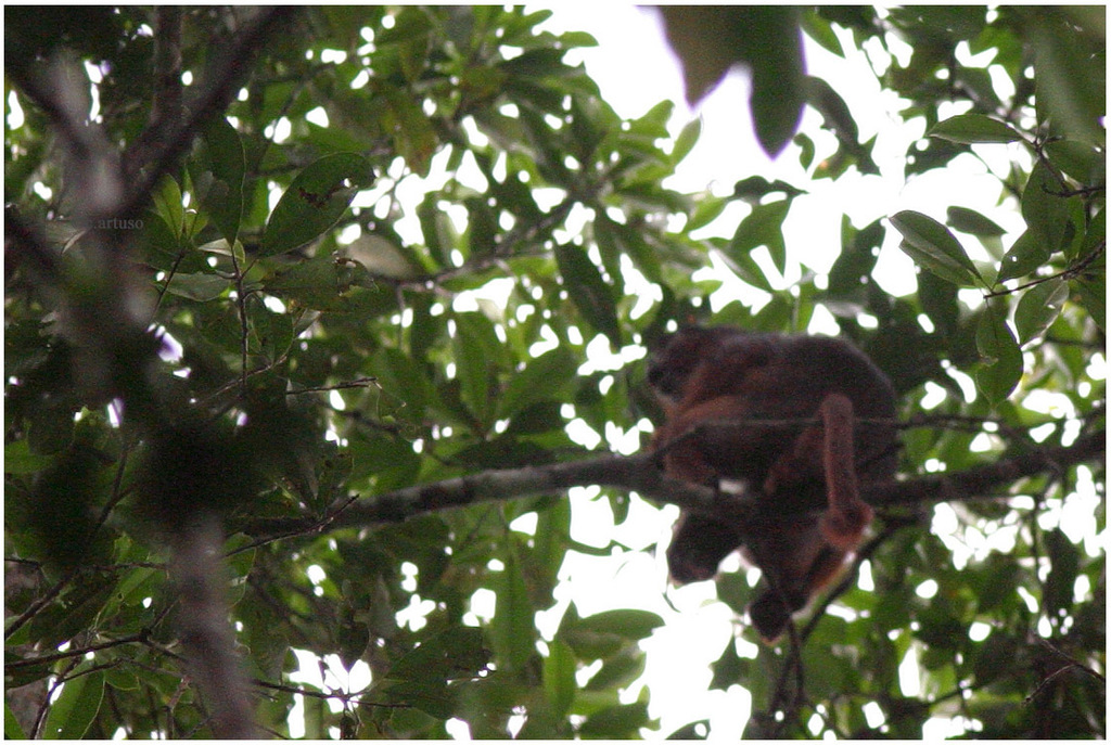 Preuss's Red Colobus