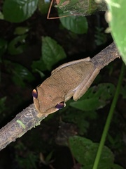 Osteocephalus mutabor