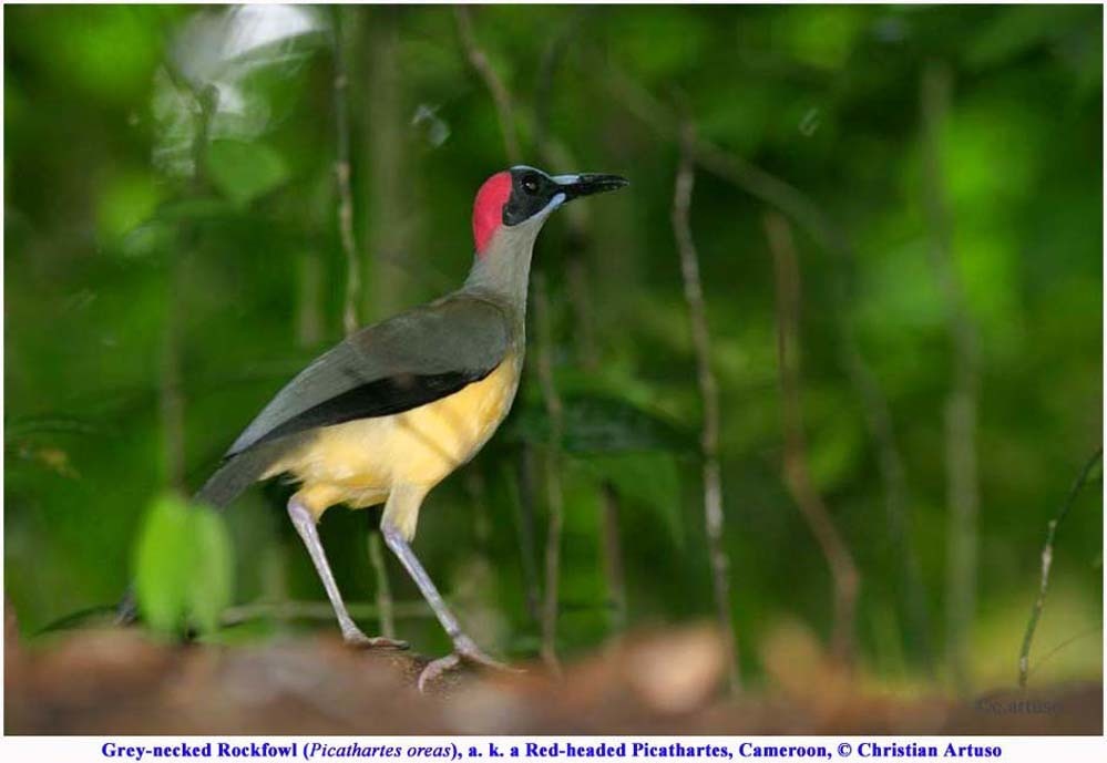 Gray-necked Rockfowl photo