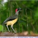 Picathartes oreas - Photo (c) Christian Artuso, μερικά δικαιώματα διατηρούνται (CC BY-NC-ND), uploaded by Christian Artuso