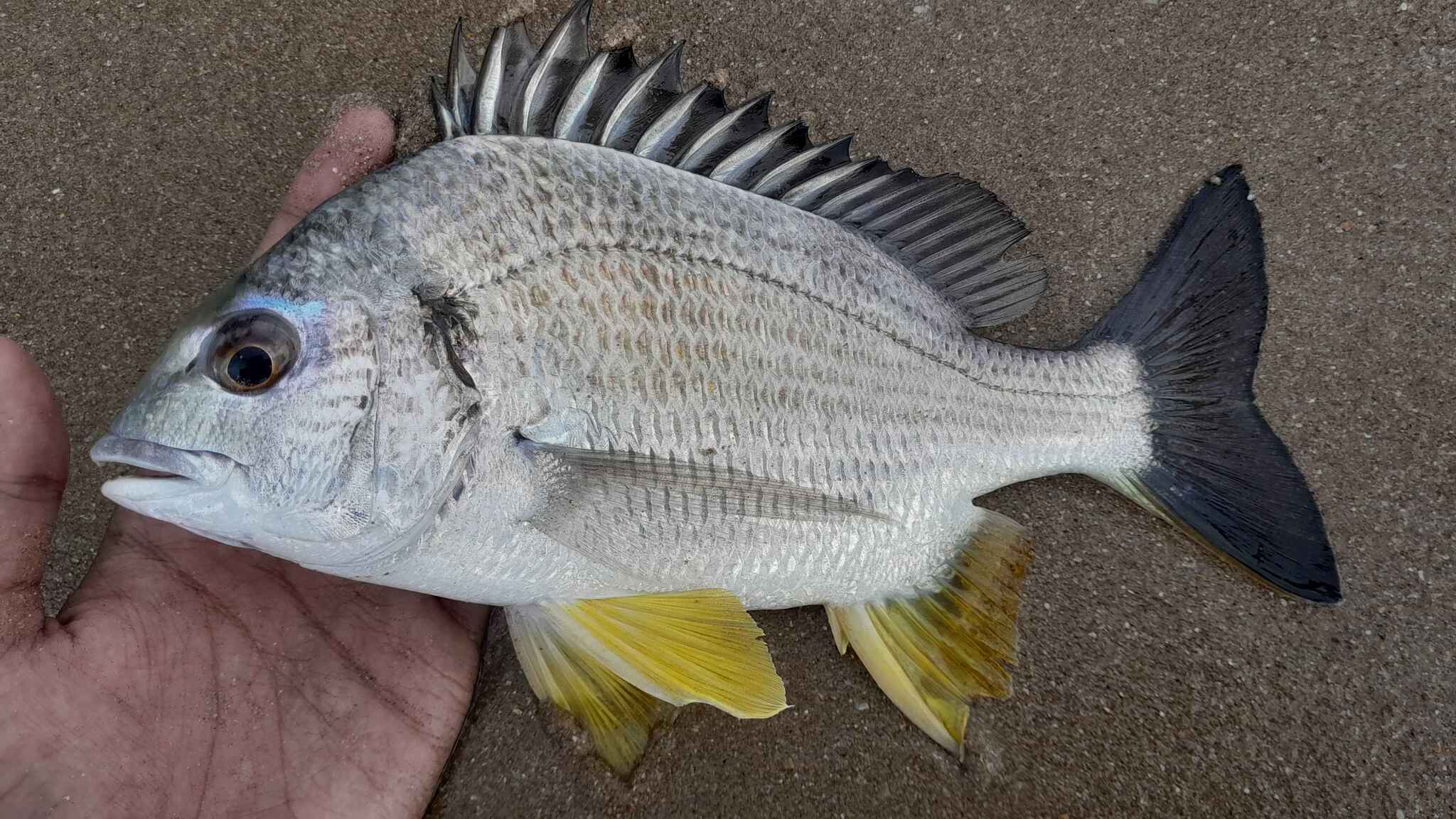 Arabian Yellowfin Seabream photo 5