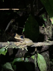 Osteocephalus mutabor