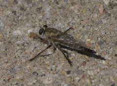 Proctacanthella