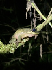 Osteocephalus mutabor