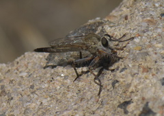 Proctacanthella