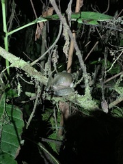 Osteocephalus mutabor