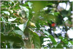 Phyllastrephus xavieri